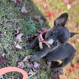 French Bulldogs from Love of Frenchies