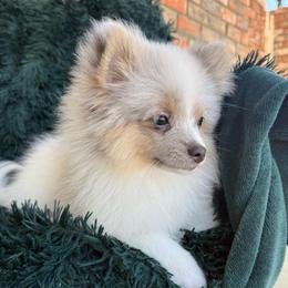 Champagne - Blue merle male Pomeranian puppy in San Jacinto, California from Savvypomeranians
