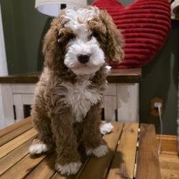 Green Collar boy - Apricot male Goldendoodle puppy in Bristol, Tennessee from 4goldendoodles