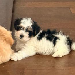 Grumpy - Black & tan tri-color male Maltipoo puppy in Chandler, Arizona from Tiffany's Maltipoos