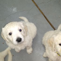 Goldendoodle Puppies from SuperDog Doodles