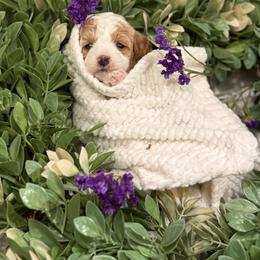 Girl 1 - Red and white female Cockapoo puppy in Birdsboro, Pennsylvania from Cooper Family Cockapoos