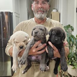 Cane Corso Puppies from Carrie Brown's Cane Corsos
