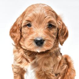 Gus - Red  male Goldendoodle puppy in Millersburg, Ohio from Ohio Puppy Paws
