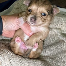 Ripley - Merle male Chihuahua puppy in Sherwood, Arkansas from Bartelt Breeders