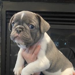 French Bulldogs from R&R Frenchies