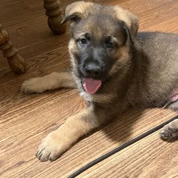 German Shepherd Puppies from High Tide German Shepherds