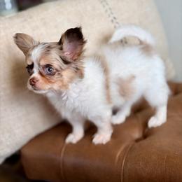 Blair - 3750 - Merle female Chihuahua puppy in Beaumont, Texas from Down south pups