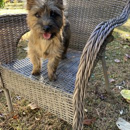 Cairn Terrier Puppies from Cairn Terriers of Heatherridge