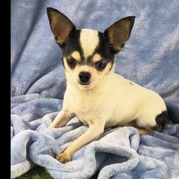Spike - Chihuahua