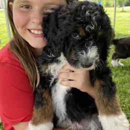 Bernedoodle Puppies from Sunset Family Farm