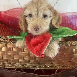 BOY 2  REMY silky coat - Cream male Dachshund puppy in Polo, Missouri from Blue Tails Farm