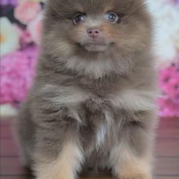 Teddy - Lavender male Pomeranian puppy in Fultonville, New York from Sandy Aussies & Pomeranians