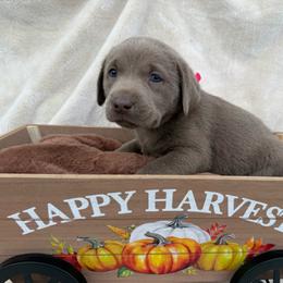 Silver pink collar - Silver female Dilute Retriever puppy in Teton County, Montana from East Front Labradors & Treasure State Schnauzers