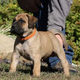 Orange Collar - Fawn female Perro de Presa Canario puppy in Pocahontas, Illinois from Cabeza Grande Kennel
