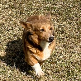 Dustie - Pembroke Welsh Corgi