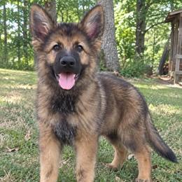 Orange Collar - Sable male German Shepherd puppy in Casscoe, Arkansas from Crown H Shepherds