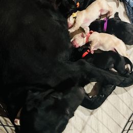 Labrador Retriever and Pembroke Welsh Corgi Puppies from Burress Family Farm and Kennels
