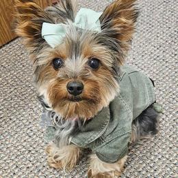 Yorkshire Terriers from Roleez Yorkies
