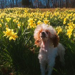 Fettuccine - Parti Poodle puppy in Cypress Inn, Tennessee from Nine Pines Poodles