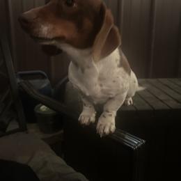 George - Dachshund