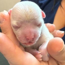 Maltese puppies from Maltese Colorado