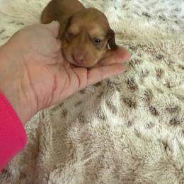 Shaded Cream - Cream female Dachshund puppy in Swanton, Ohio from Mighty But Mini Dachshunds