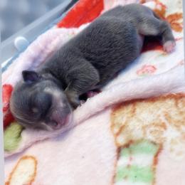 Zara Blue Tri - Blue and tan female Chihuahua puppy in Huntington Beach, California from Amore Chihuahuas