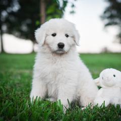 Border Collie, Bordoodle, and Maremma Sheepdog Puppies from 2J 2K Border Collies
