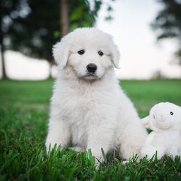 Border Collie, Bordoodle, and Maremma Sheepdog Puppies from 2J 2K Border Collies