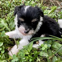 Puff girl - White and black female Chinese Crested puppy in Rockvale, Tennessee from Cosmic Chinese Cresteds & Wind-Echo Poodles
