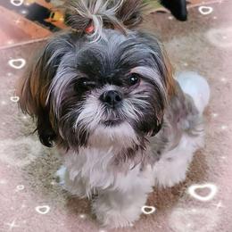 Puddin - Shih Tzu