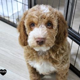 Mr. Black - Phantom male Springerdoodle puppy in Kendall, New York from Family Raised Doodles