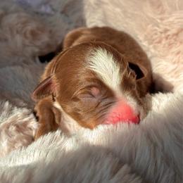Boy 4 - Red tri-color male Australian Shepherd puppy in Ramona, California from Blue Moon Aussies