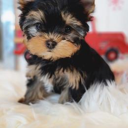 Yorkshire Terrier Puppies from Luxe Yorkshire Terriers