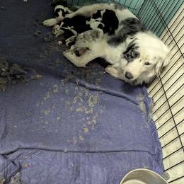 Australian Shepherd and Great Dane Puppies from AEW Farm