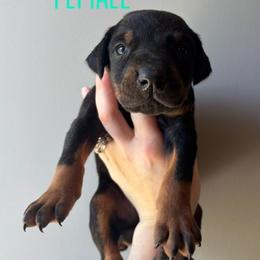 Mochi - Black and rust female Doberman Pinscher puppy in Wellington, Ohio from Jessie (TDD, llc)