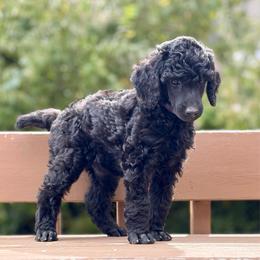 Charm - Purple Collar - Black female Poodle puppy in Eugene, Oregon from Mount Zion Kennels