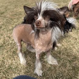 Bambi - Chinese Crested