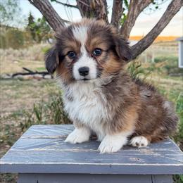Waylon - Red male Pembroke Welsh Corgi puppy in Mc Cammon, Idaho from Sunny J Corgis and Mini Americans