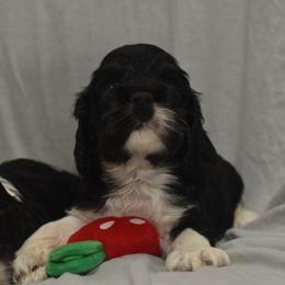Cocker Spaniel Puppies from Minster Cocker Spaniels