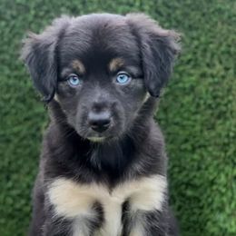 Australian Shepherds from Sundown Aussies