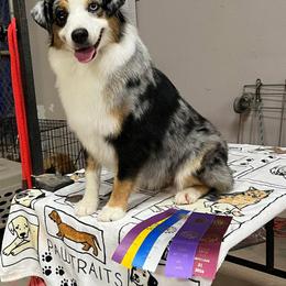Savannah - Miniature American Shepherd