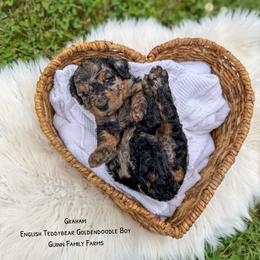 Graham - Merle male Goldendoodle puppy in Grove, Oklahoma from Guinn Family Farms