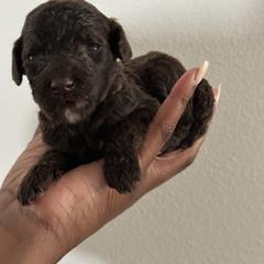 Angel - Chocolate Goldendoodle puppy in Texas from Royal Doodles and Pups