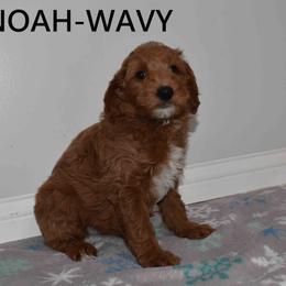 NOAH - Red  male Goldendoodle puppy in Jasper, Indiana from Hilltop Pups By Abby, LLC