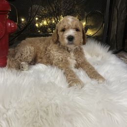 Goldendoodle and Yorkshire Terrier Puppies from Pups of the Lowcountry