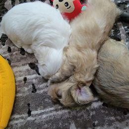 Havanese Puppies from Sweet Southern Havanese