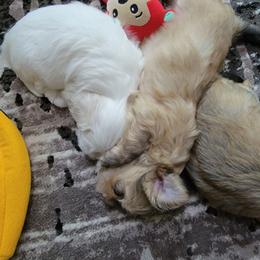 Havanese Puppies from Sweet Southern Havanese