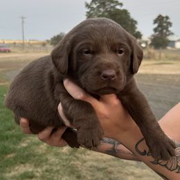 Pink - Chocolate female Labrador Retriever puppy in Spokane, Washington from Learn's Labs